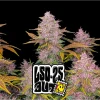 lsd 25 auto