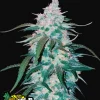 Pineapple Express Auto