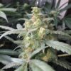 Fast Buds Green Crack Auto