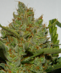 Fast Buds Green Crack Auto