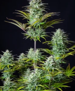 Fast Buds Kosher Cake Auto