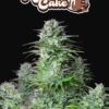 Fast Buds Kosher Cake Auto