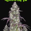 Fast Buds Lemon Pie Auto