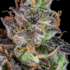Fast Buds Lemon Pie Auto