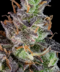 Fast Buds Lemon Pie Auto