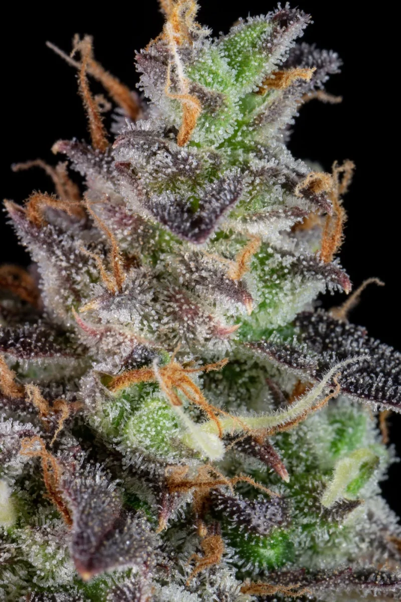 Fast Buds Lemon Pie Auto
