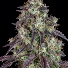 Fast Buds Lemon Pie Auto