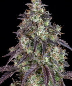 Fast Buds Lemon Pie Auto