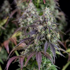 Fast Buds Lemon Pie Auto