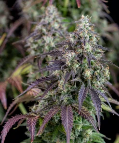 Fast Buds Lemon Pie Auto