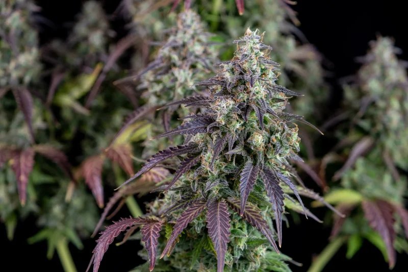 Fast Buds Lemon Pie Auto