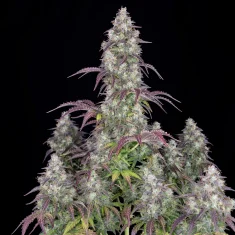 Fast Buds Lemon Pie Auto