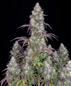 Fast Buds Lemon Pie Auto