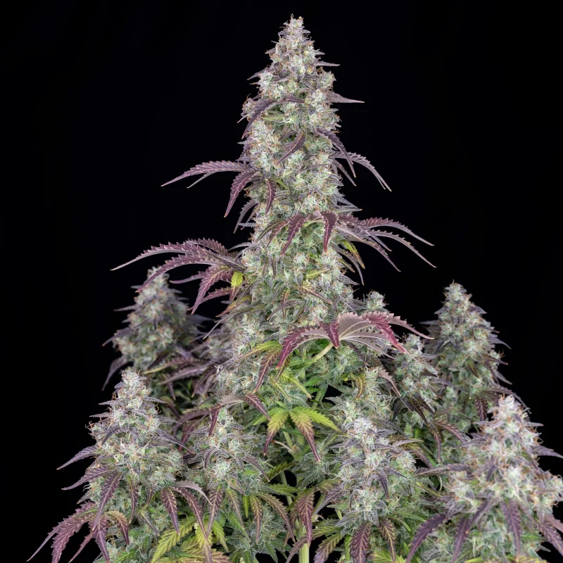 Fast Buds Lemon Pie Auto