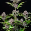 Fast Buds Purple Punch