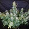 Fast Buds Six Shooter