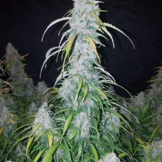 Fast Buds Six Shooter