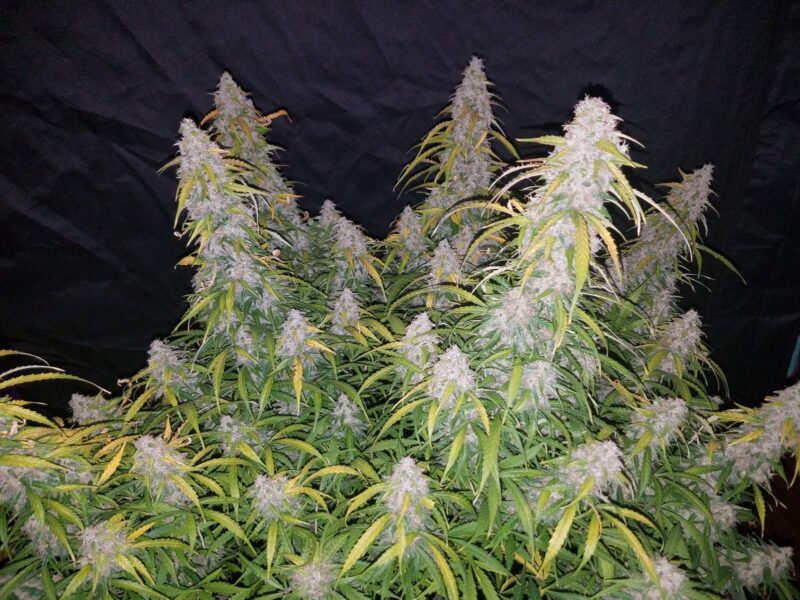 Fast Buds Six Shooter