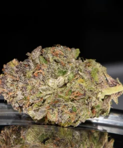 Fast Buds Smoothie Auto