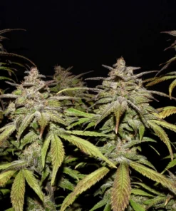 Fast Buds Smoothie Auto