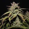 Fast Buds Smoothie Auto