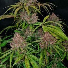 Gorilla Punch Auto