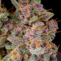 Fast Buds Gorilla Punch Auto Gorilla Punch Auto
