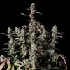 fast buds Gorilla Zkittlez Auto