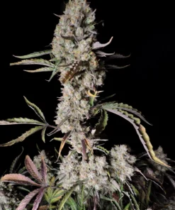 fast buds Gorilla Zkittlez Auto