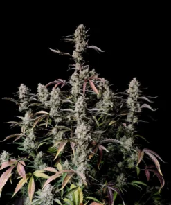 fast buds Gorilla Zkittlez Auto