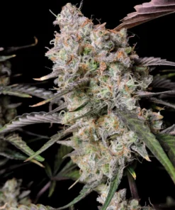 fast buds Gorilla Zkittlez Auto