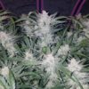 Fast Buds - Mexican Airlines - 3 feminised seeds