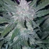 fast buds mexican airlines