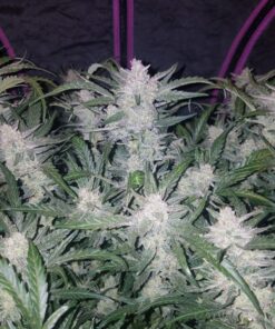 Fast Buds - Mexican Airlines - 3 feminised seeds