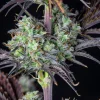 Fast Buds Mimosa Cake Auto