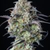 Fast Buds Mimosa Cake Auto