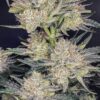 Fast Buds Strawberry Gorilla Auto