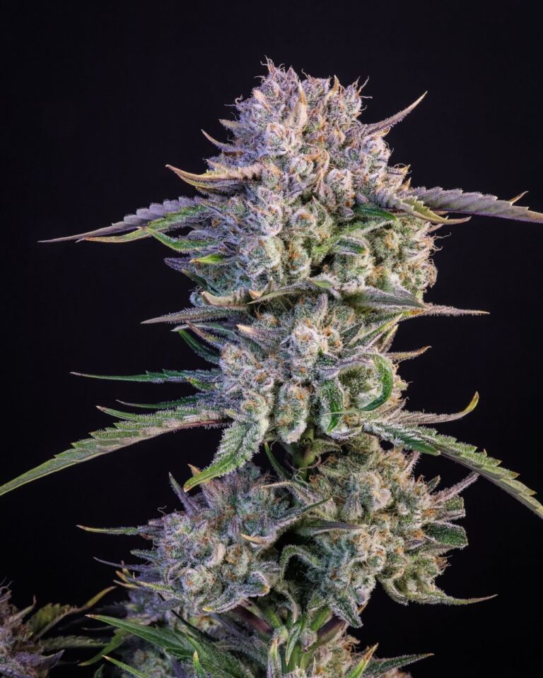 Fast Buds Strawberry Gorilla Auto - 3 seeds