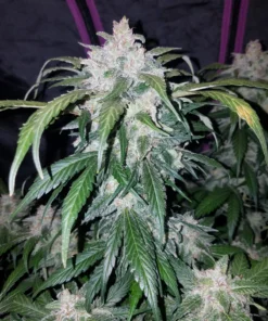 Fast Buds Tangie Auto