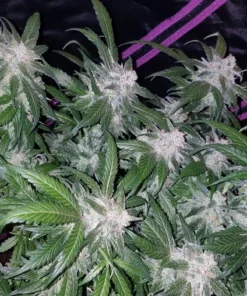 Fast Buds Tangie Auto