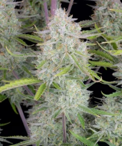 Fast Buds Wedding Cheesecake