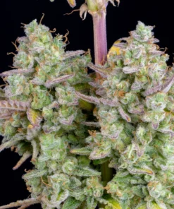 Fast Buds Wedding Cheesecake