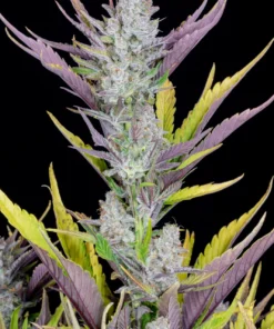 fast buds wedding glue
