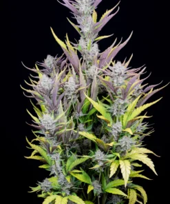 fast buds wedding glue
