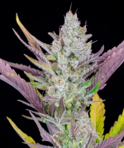 fast buds wedding glue