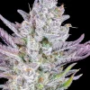 fast buds wedding glue