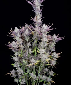 fast buds wedding glue