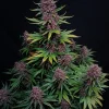 Fast Buds Ztrawberriez Auto