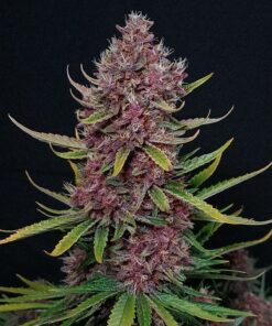Fast Buds Ztrawberriez Auto
