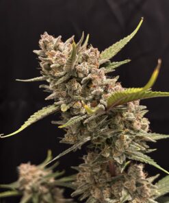 Fast Buds Ztrawberriez Auto